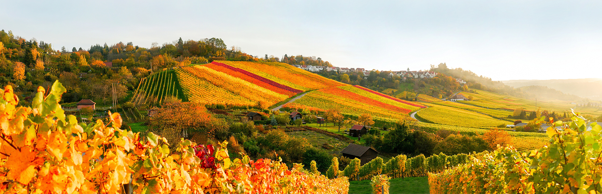 Vineyards in autumn - SI-SUITES Hotel Stuttgart