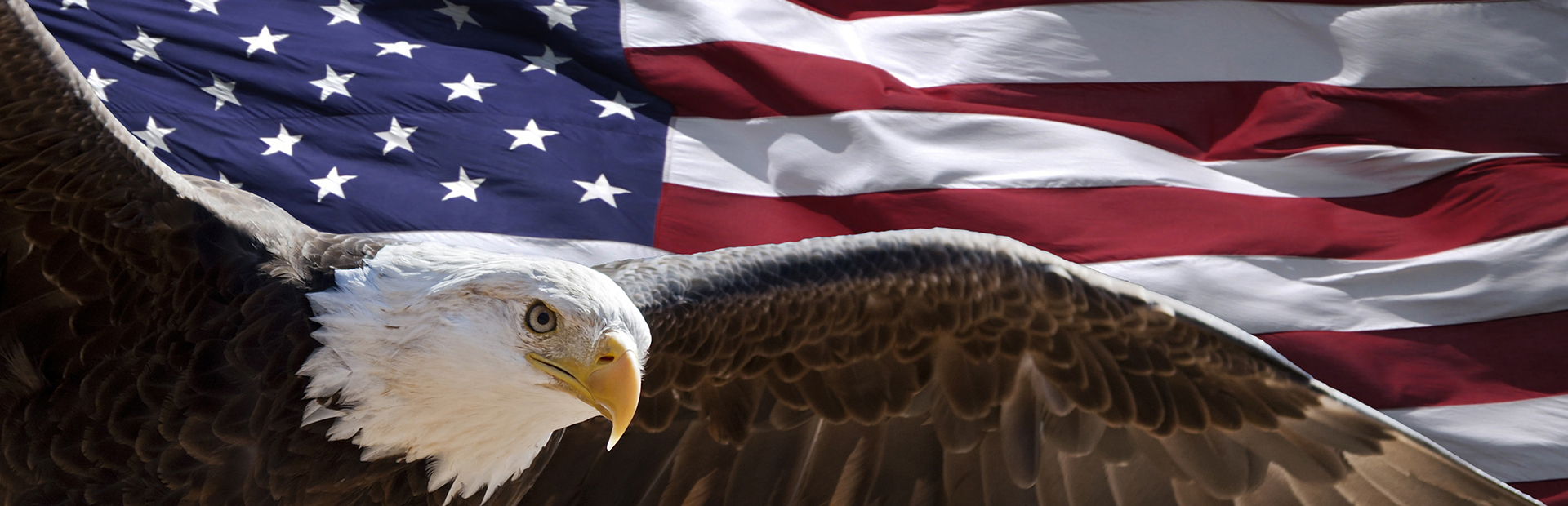 Bald eagle in front of the American flag