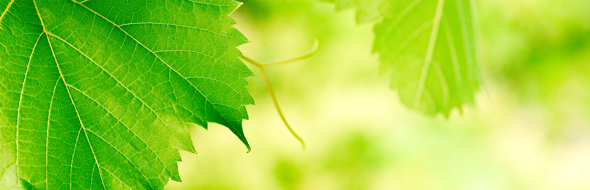 Close-up of a green leaf with detailed veins